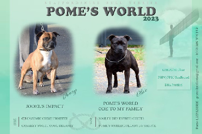 Pome's World - Staffordshire Bull Terrier - Portée née le 15/04/2023