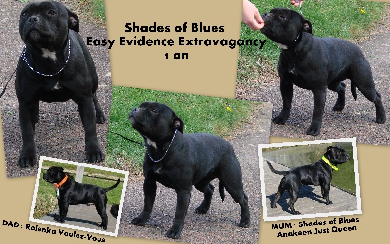 CH. shades of blues Easy evidence extravagancy