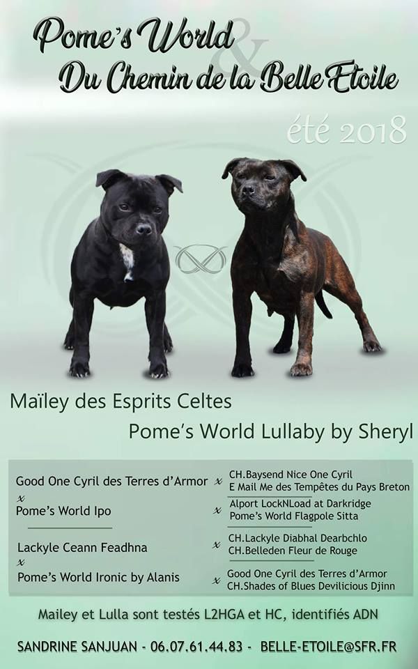Pome's World - Staffordshire Bull Terrier - Portée née le 18/07/2018