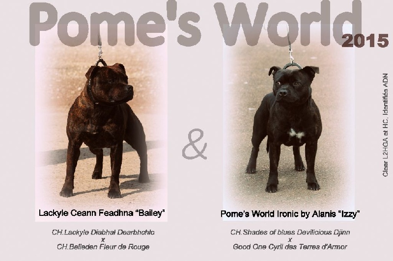 Pome's World - Staffordshire Bull Terrier - Portée née le 30/07/2015