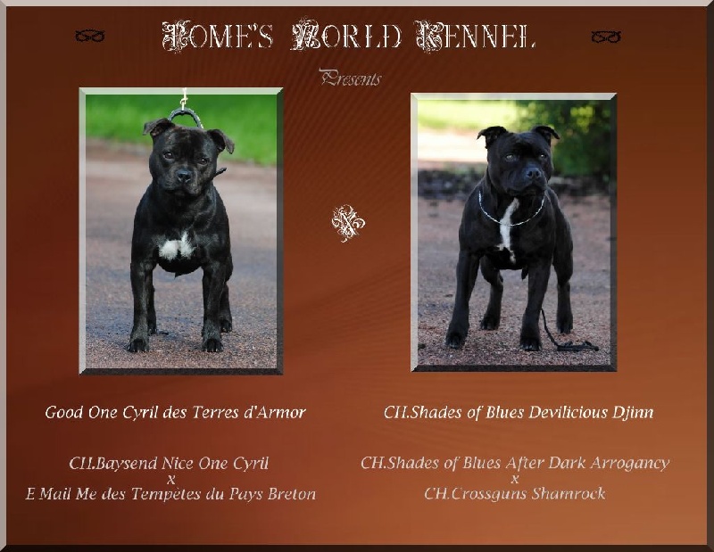 chiot Staffordshire Bull Terrier Pome's World