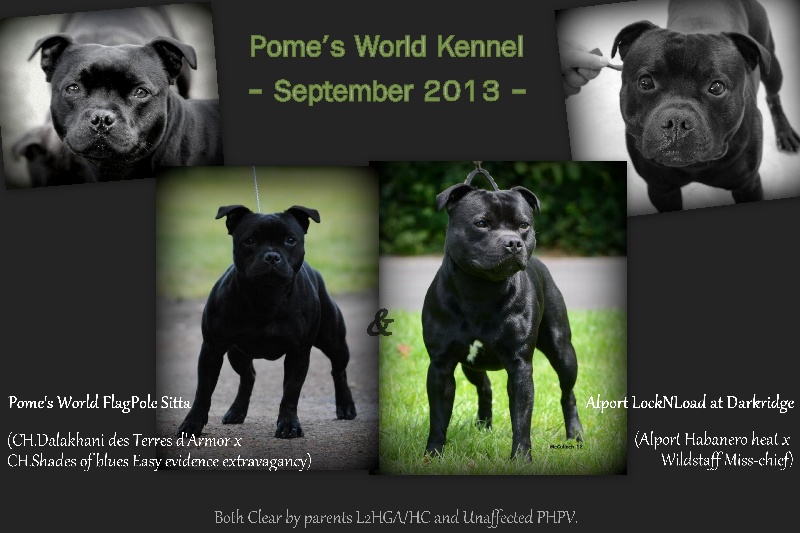 Pome's World - Staffordshire Bull Terrier - Portée née le 08/09/2013