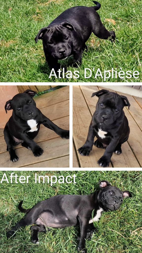 Chiot disponible 