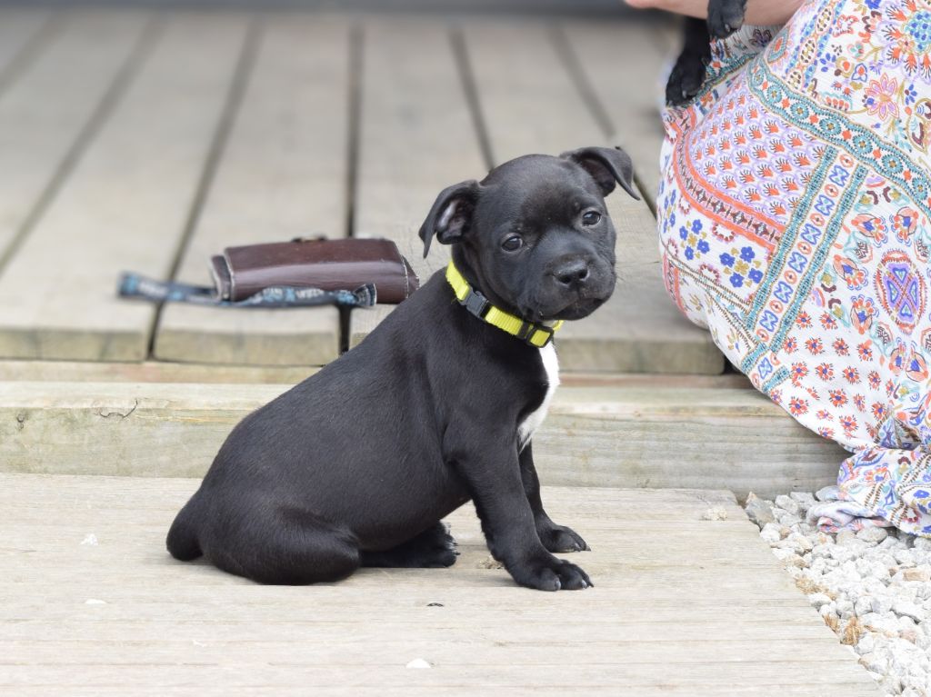 Pome's World - Chiots disponibles - Staffordshire Bull Terrier