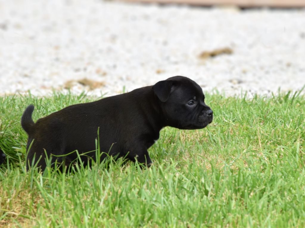 Pome's World - Chiots disponibles - Staffordshire Bull Terrier