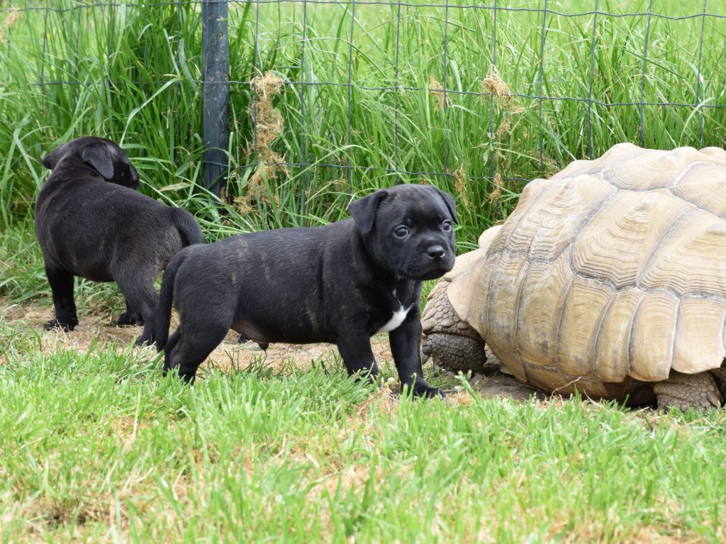 Pome's World - Chiots disponibles - Staffordshire Bull Terrier