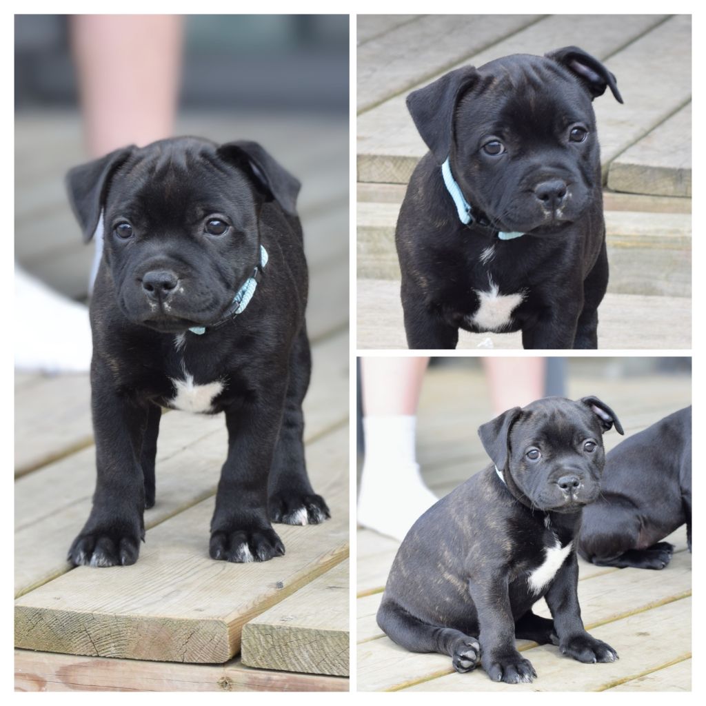 Pome's World - Chiots disponibles - Staffordshire Bull Terrier