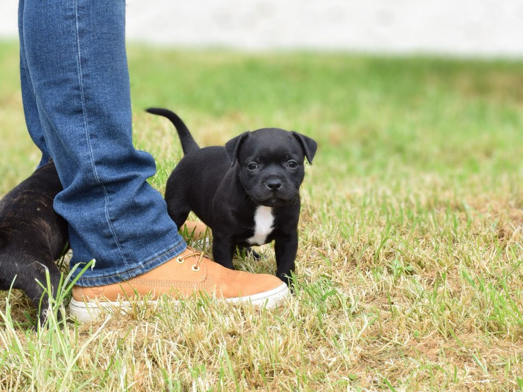 Pome's World - Chiots disponibles - Staffordshire Bull Terrier
