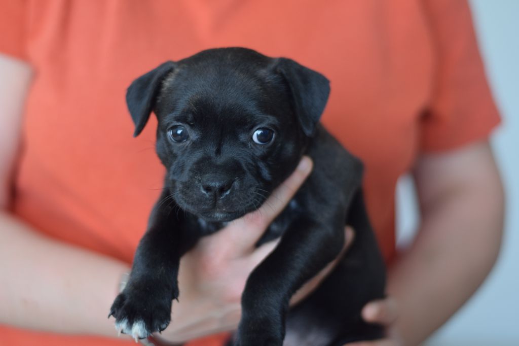 Pome's World - Chiots disponibles - Staffordshire Bull Terrier